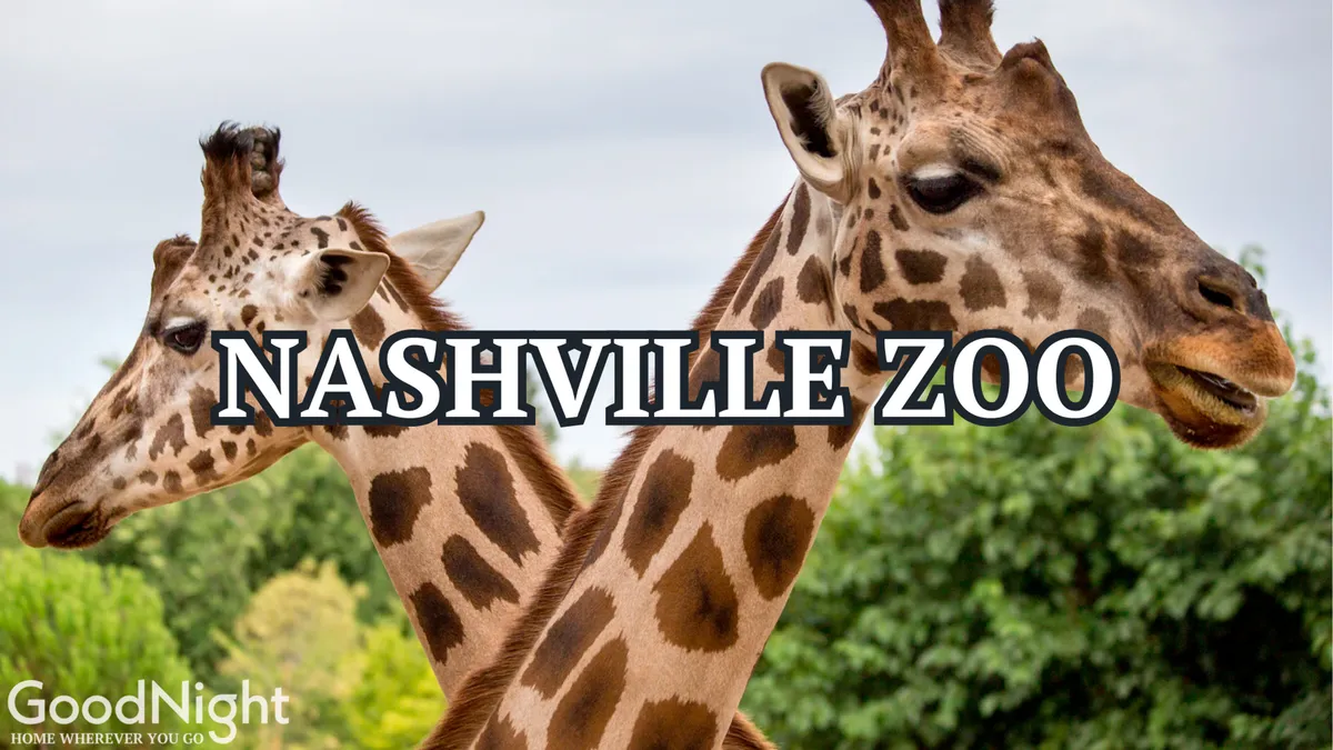 A pair of giraffes amidst lush foliage at the Nashville Zoo, with a vibrant, leafy backdrop. The image evokes the excitement of a family outing, animal encounters, and educational adventures.